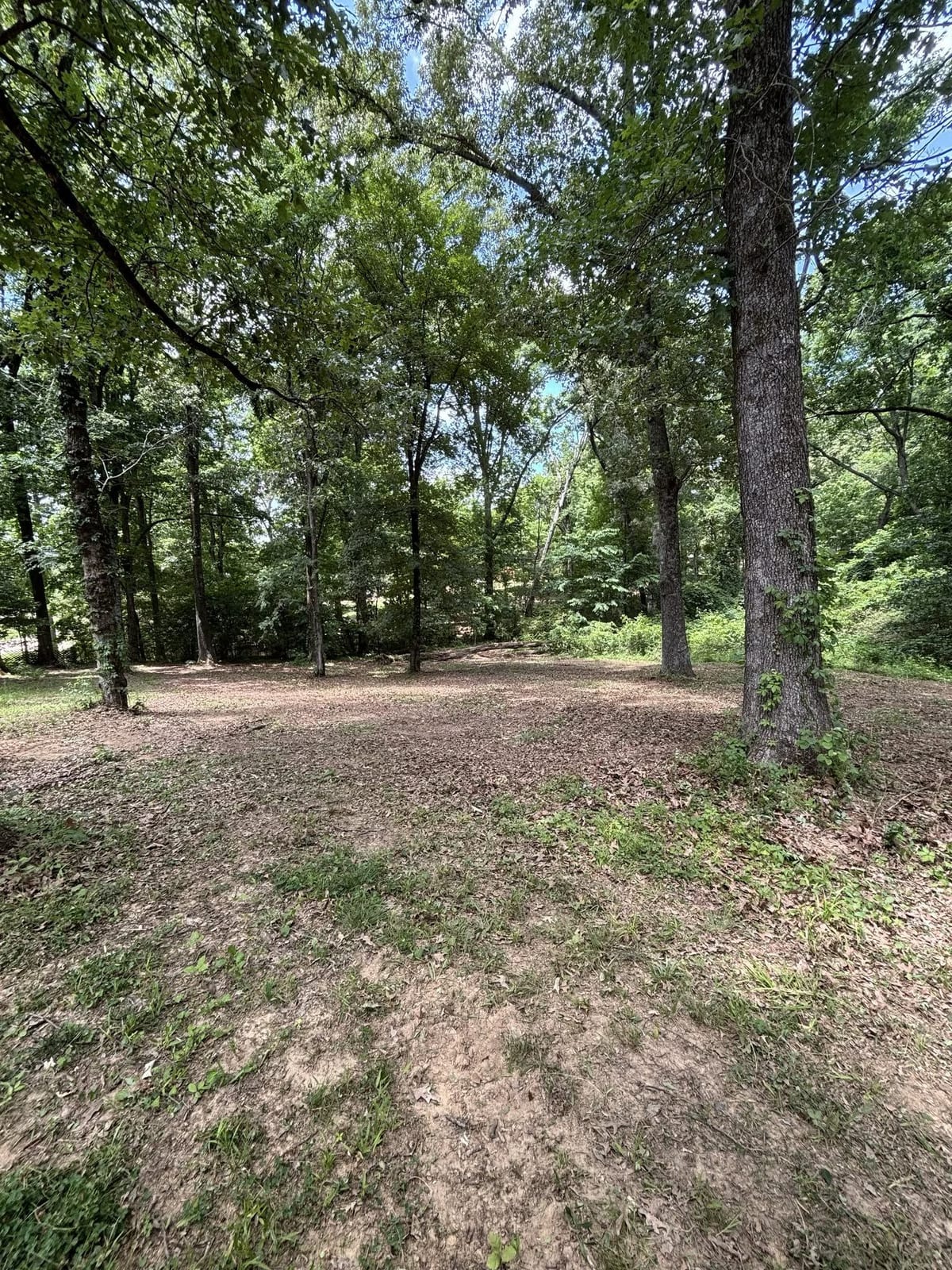Forestry mulching under standing trees — Forestry Mulching in North Mississippi