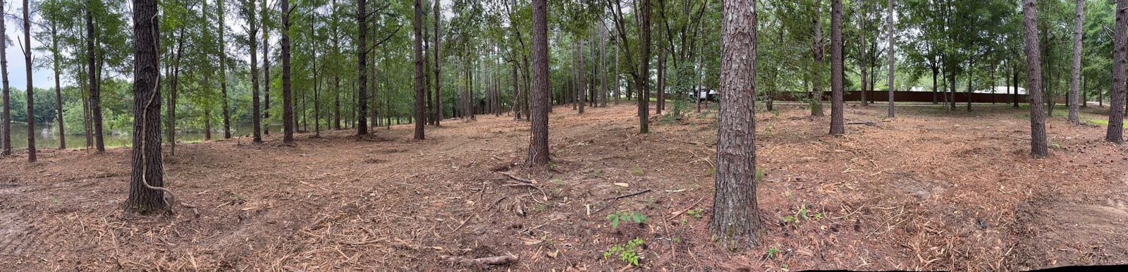 Forestry mulching in pine woods — Forestry Mulching in North Mississippi