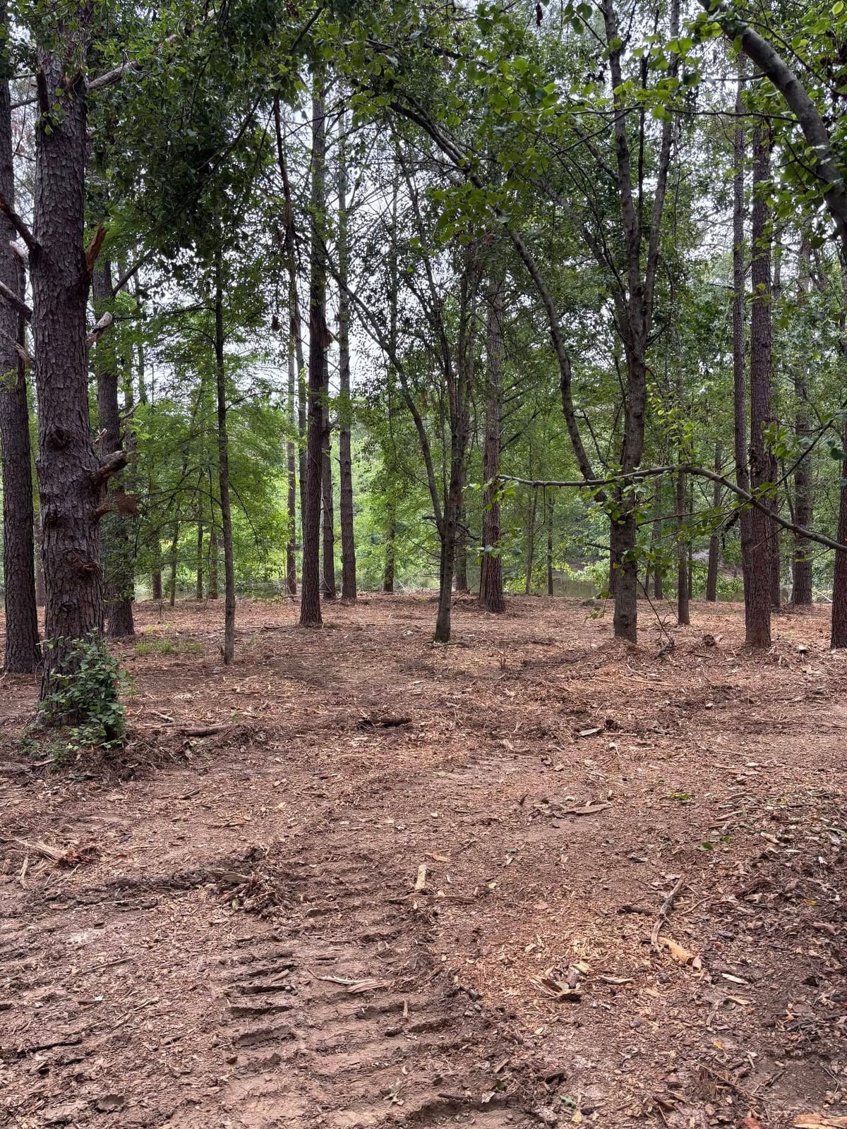 Forestry mulching to open the understory — Forestry Mulching in North Mississippi