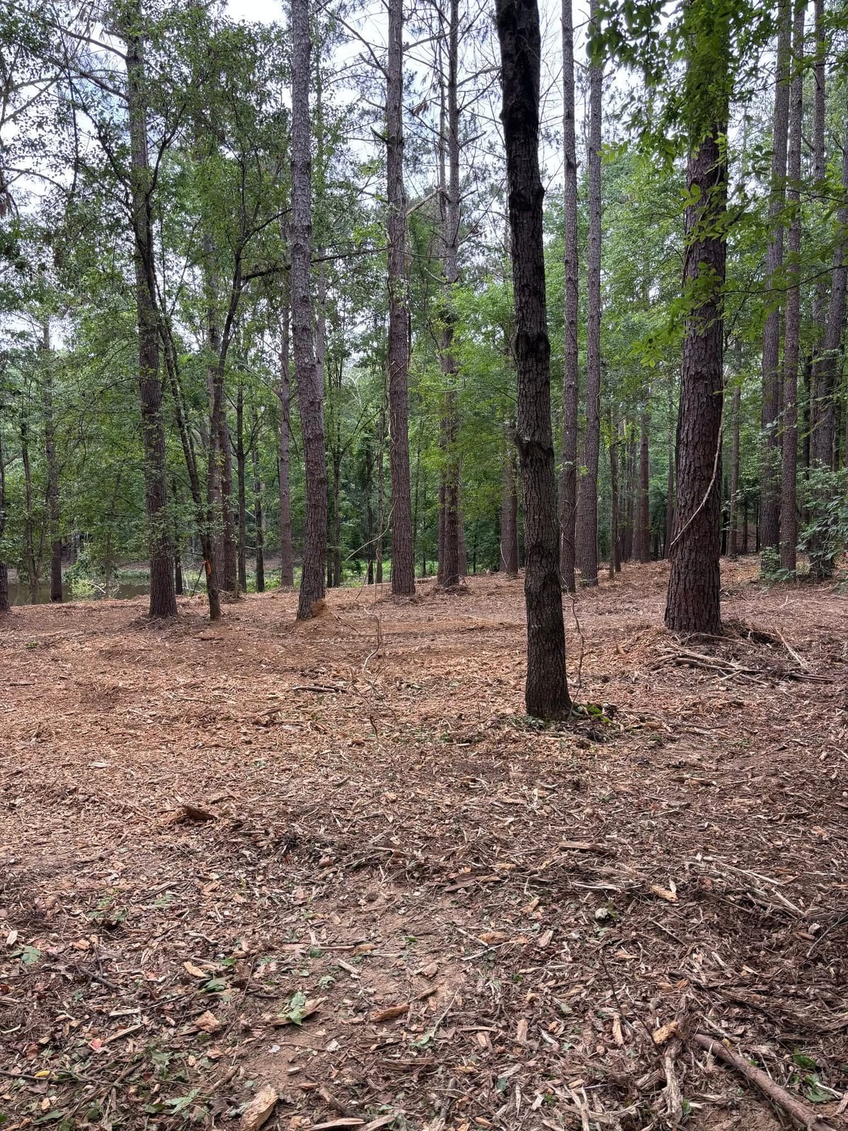 Forestry mulching in a pine stand — Forestry Mulching in North Mississippi